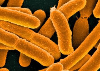 خلق ساده‌ترین شکل حیات جهان با یک باکتری مصنوعی