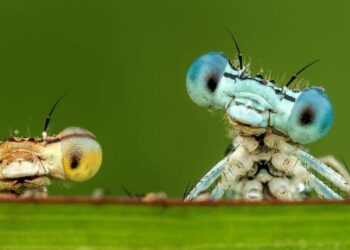 کاهش چشمگیر جمعیت حشرات حتی در مناطق دور از انسان