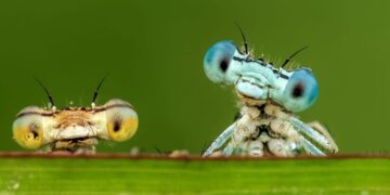 کاهش چشمگیر جمعیت حشرات حتی در مناطق دور از انسان