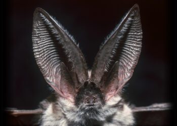 کدام حیوان بهترین شنوایی را در دنیای جانوران دارد؟