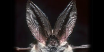 کدام حیوان بهترین شنوایی را در دنیای جانوران دارد؟