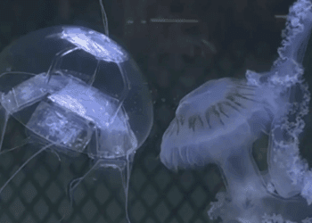 ربات عروس دریایی چین به چشم‌های اطلاعاتی تبدیل می‌ شود