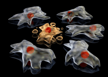 ردپای سلول‌های در حال مرگ به پخش ویروس‌ها کمک می‌ کند؟