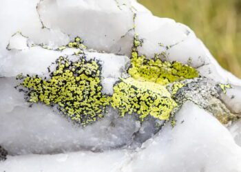 سرمایه‌گذاری چین در کوارتز نیمه‌رساناها