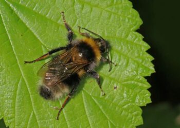 آیا زنبورهای عسل الگوی کد مورس را می فهمند؟