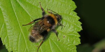 آیا زنبورهای عسل الگوی کد مورس را می‌ فهمند؟
