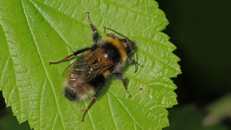 آیا زنبورهای عسل الگوی کد مورس را می فهمند؟