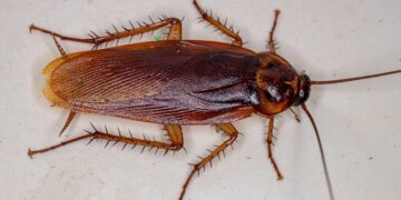 سوسک منبع اصلی آلرژنها و آلودگی هوای داخل خانه