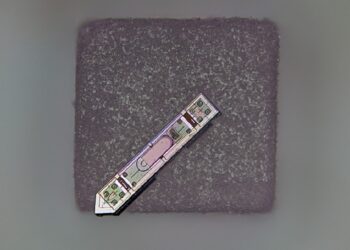 ثبت فعالیت مغز به مدت یک سال با ایمپلنت عصبی کوچک‌تر از دانه نمک