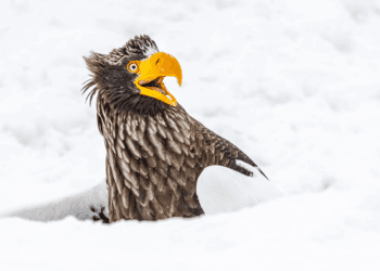 لبخند بزنید! فینالیستهای مسابقه عکاسی کمدی حیات وحش ۲۰۲۵ مشخص شدند