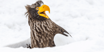 لبخند بزنید! فینالیست‌های مسابقه عکاسی کمدی حیات وحش ۲۰۲۵ مشخص شدند