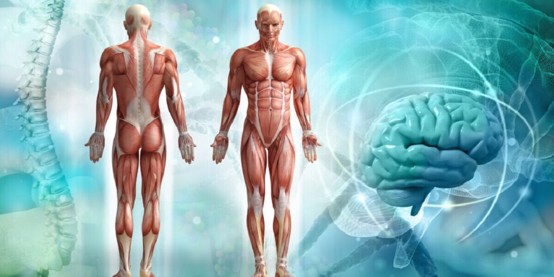 ارتباط مسیر سیگنال‌دهی Hippo با تکامل