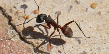 ساخت سیستم ناوبری الهامگرفته از حیوانات برای جهت یابی بدون GPS