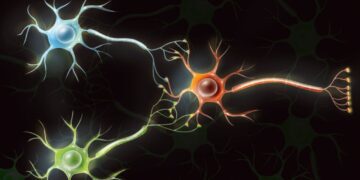 نسل تازهای از کامپیوترهای زیستی؛ تبدیل سلولهای مغزی انسان به کامپیوتر