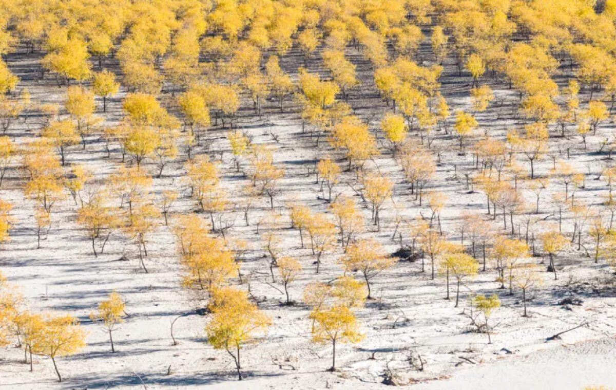 تالاب یانی نزدیک به منطقه توسعه پروژه برقآبی چین