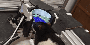 موشهای گیمر با بهروزرسانی جدید بازگشتهاند!