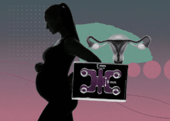 شبیه‌سازی کاشت جنین در ارگانوئید رحم