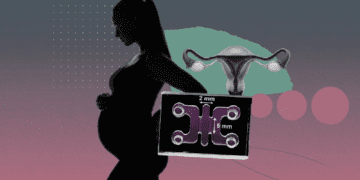 شبیهسازی کاشت جنین در ارگانوئید رحم