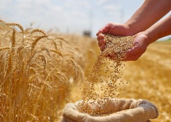 گندم خودبارور آینده کشاورزی را متحول می کند