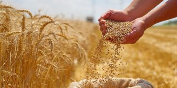 گندم خودبارور آینده کشاورزی را متحول می‌ کند