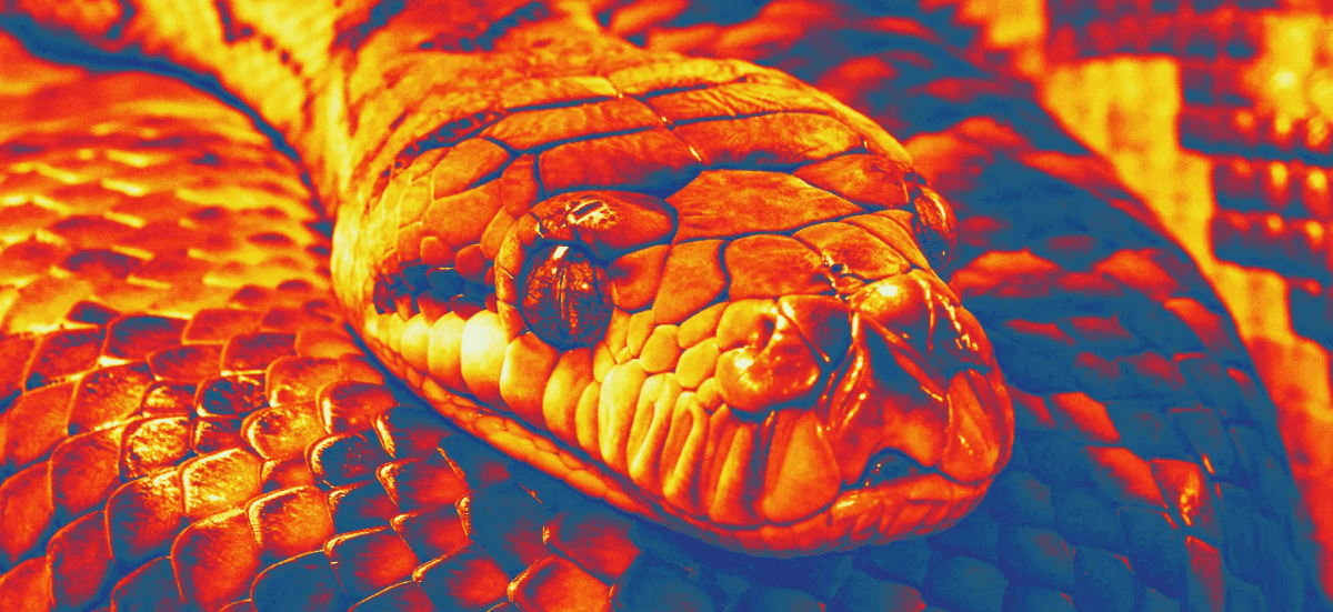 دید حرارتی مار