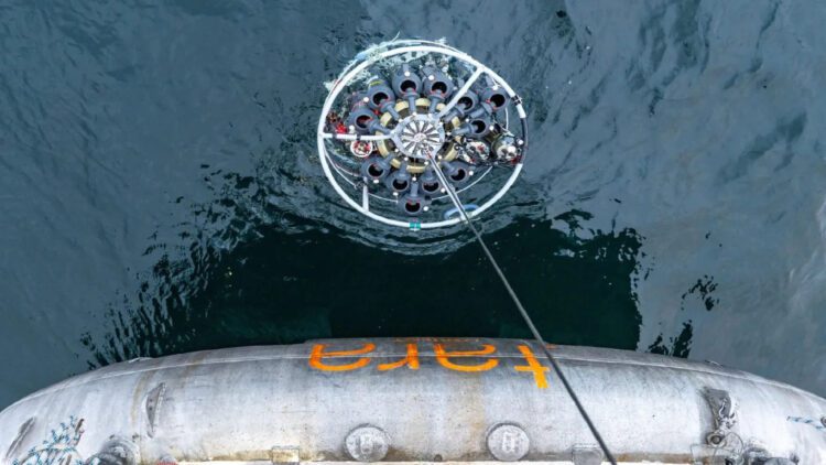 ویروس‌های اقیانوسی