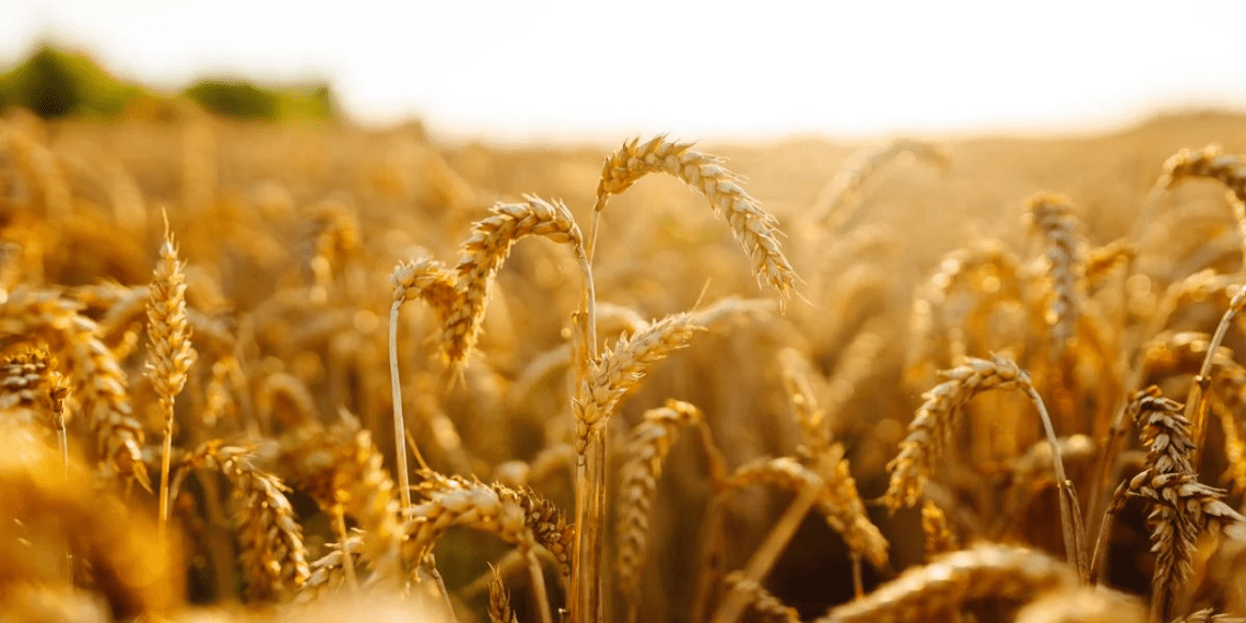 دانشمندان گامی بزرگ برای کاهش مصرف کودهای شیمیایی برداشتند