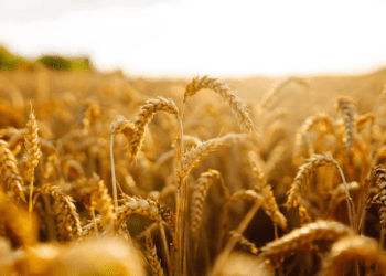 دانشمندان گامی بزرگ برای کاهش مصرف کودهای شیمیایی برداشتند