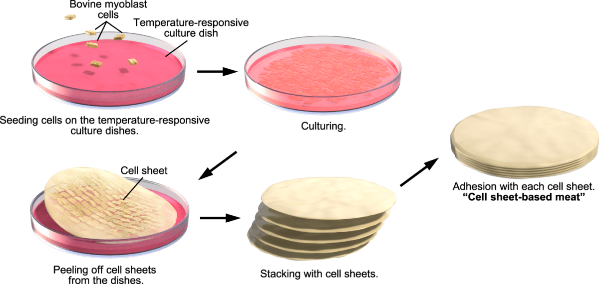 روشی نوین و ارزان برای تولید ورقههای سلولی مقاوم ارائه شد