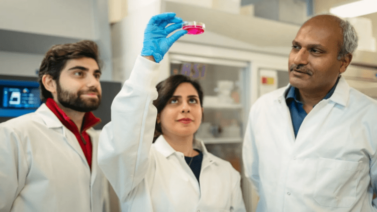 ابداع روشی نوین و ارزان برای تولید ورقههای سلولی مقاوم