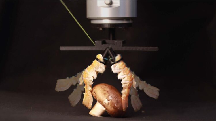 ساخت ربات با پوستههای بیرونی سختپوستان