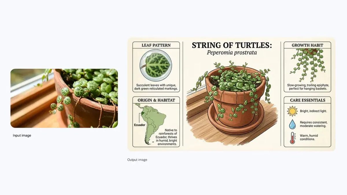 اینفوگرافیک آموزشی از گیاه String of Turtles (Peperomia prostrata) شامل تصویر گلدان با برگ‌های گرد و الگوی لاک‌پشتی، دیاگرام Leaf Pattern، نقشه Origin & Habitat (Ecuador)، توضیح Growth Habit و بخش Care Essentials با آیکون‌های نور غیرمستقیم، آبیاری متوسط و شرایط گرم و مرطوب.