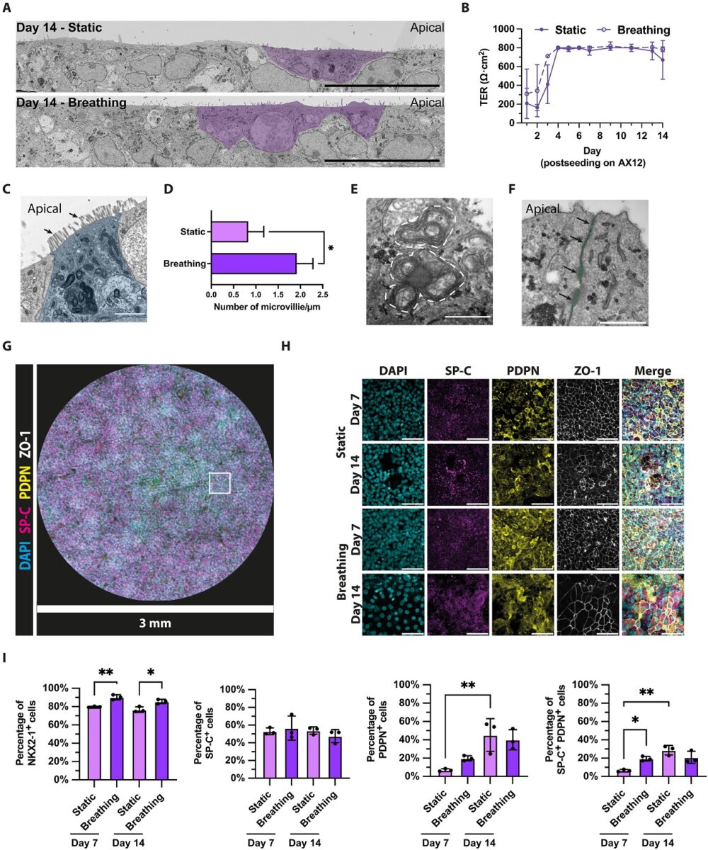 ریه روی تراشه