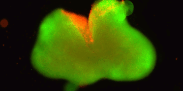 ساخت پیشرفته‌ترین ارگانوئید نخاعی انسان برای بازگرداندن توانایی حرکت به بیماران