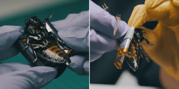 حشرات سایبورگ