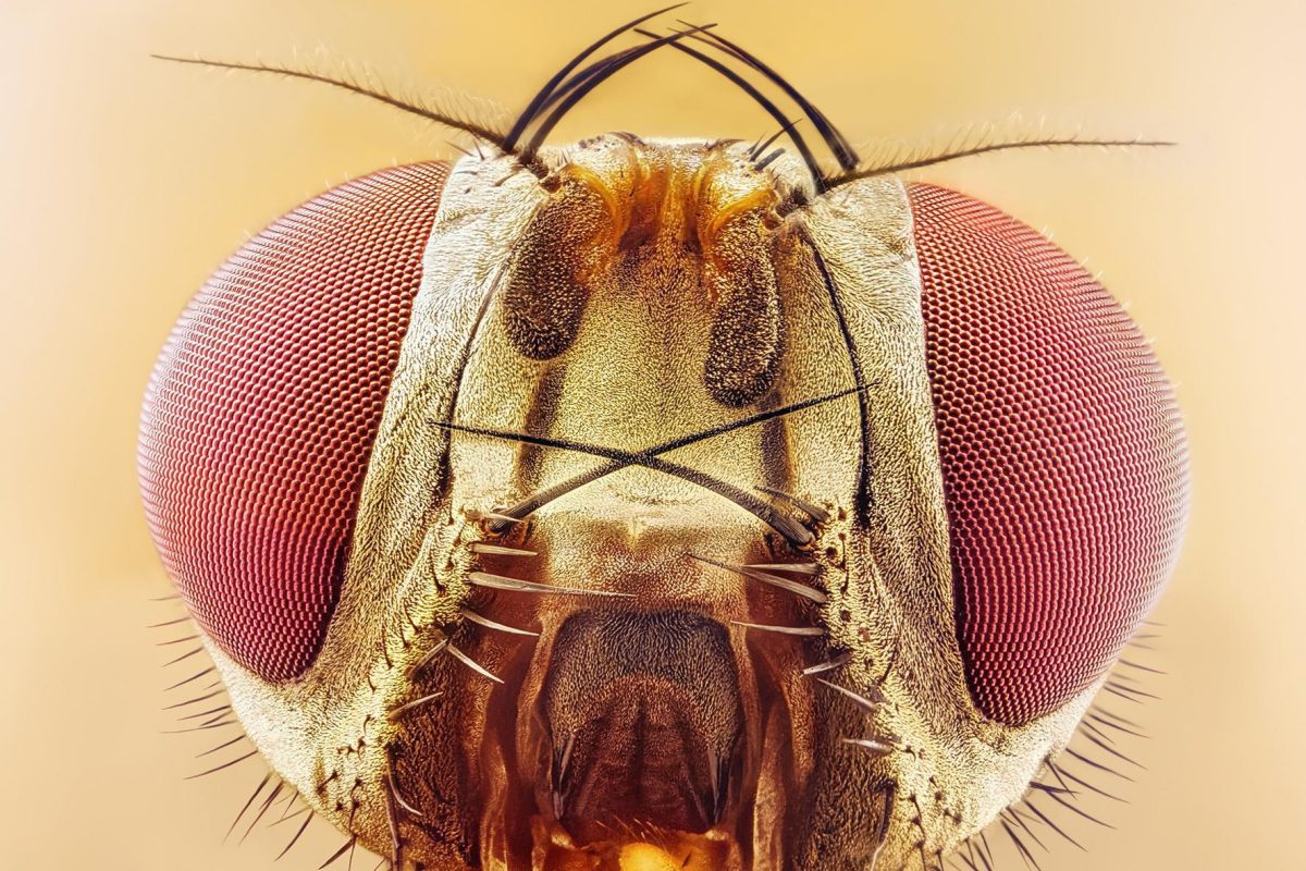 چشم مرکب مصنوعی با الهام از مگس سرکه ساخته شد