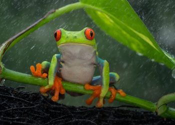 پژوهشگران ژاپن تاریخچه جوی بارش و بخار آب را بازسازی کردند