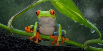 پژوهشگران ژاپن تاریخچه جوی بارش و بخار آب را بازسازی کردند