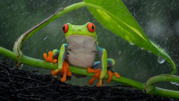 پژوهشگران ژاپن تاریخچه جوی بارش و بخار آب را بازسازی کردند