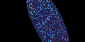 ساختار ژنوم انسان از نخستین لحظات زندگی با دقت شکل می‌گیرد