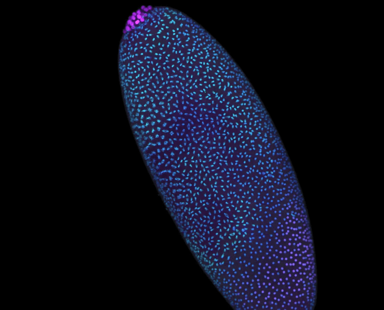 ساختار ژنوم انسان از نخستین لحظات زندگی با دقت شکل می‌گیرد