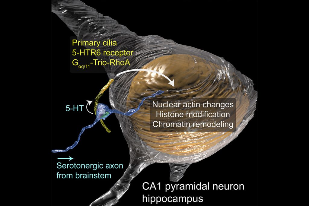 دانشمندان پردیس تحقیقاتی درHHMI جانلیا نوع جدیدی از سیناپس را در مژک ریز روی سطح نورون ها کشف کرده اند.