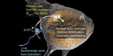 دانشمندان پردیس تحقیقاتی درHHMI جانلیا نوع جدیدی از سیناپس را در مژک ریز روی سطح نورون ها کشف کرده اند.