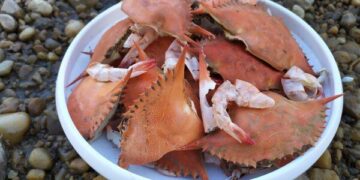 استفاداه از خرچنگ و میگو برای ساخت باتری با الکترولیت زیست تخریب پذیر