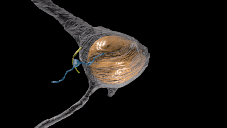 این انیمیشن مدلی از سیناپس آکسو-سیلیاری سروتونرژیک را نشان می دهد. آکسون سروتونرژیک از ساقه مغز (آبی) می آید و با مژک های اولیه (زرد) تماس می گیرد. ابتدا آکسون می درخشد و به دنبال آن مژک قرار می گیرد.