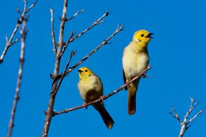 بر اساس تحقیقات جدید کینگز کالج لندن، دیدن یا شنیدن صدای پرندگان با بهبود سلامت روانی مرتبط است و می تواند تا 8 ساعت طول بکشد.