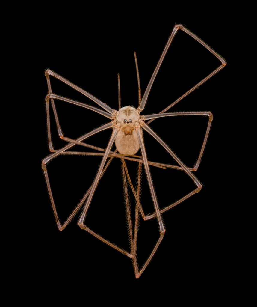 اندرو پوسلت، دانشگاه کالیفرنیا، سانفرانسیسکو: "عنکبوت با پاهای دراز زیرزمین/بابا (Pholcus phalangioides)"