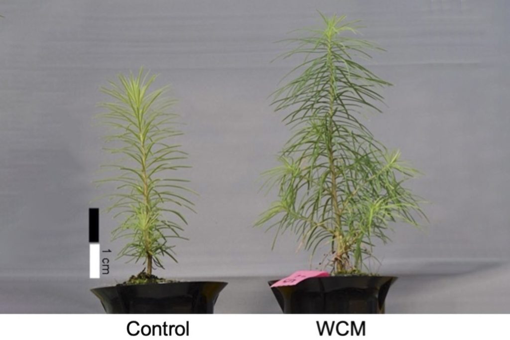 یک تیم تحقیقاتی دانشگاه هوکایدو یک پوشش لایه نازک مبتنی بر یوروپیوم ایجاد کرده‌اند که نشان داد رشد گیاهان و درختان را تسریع می‌کند.