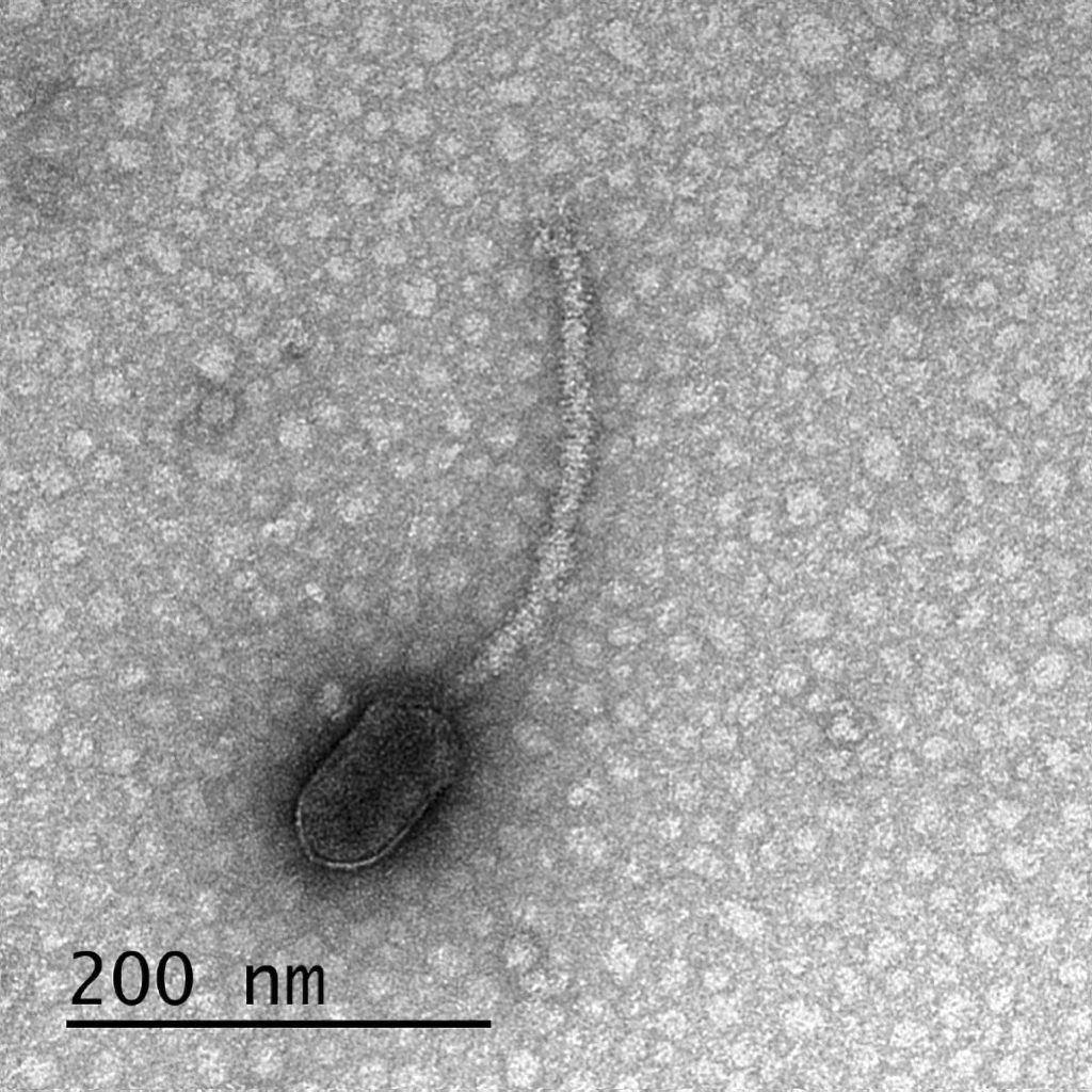 ویروس یک باکتریوفاژ دلتا، اولین موردی که در یک مطالعه جدید در Frontiers in Microbiology شناسایی شد که دارای مکان های اتصال برای CtrA است، پروتئینی که توسط میزبان باکتریوفاژ تولید می شود و تولید پیلی و تاژک را تنظیم می کند. وجود این مکان‌های اتصال تنها در فاژهایی که به سلول‌های میزبان خود نیاز به داشتن پیلی/فلاژلا دارند تا بتوانند آنها را آلوده کنند، نشان می‌دهد که فاژ بر حضور این پروتئین نظارت می‌کند تا "تصمیم بگیرد" که بماند یا تکثیر شود و از آن خارج شود. سلول میزبان آن