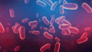 محققان سوئیسی آنتی بیوتیک جدید به نام Dynobactin ساخته اند که می تواند با باکتری های مقاوم مبارزه کند و گامی در جهت ساخت داروهای جدید باشد.